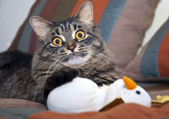 欧国联巨星耀眼,赛场风云再掀高潮,欧国联比赛视频