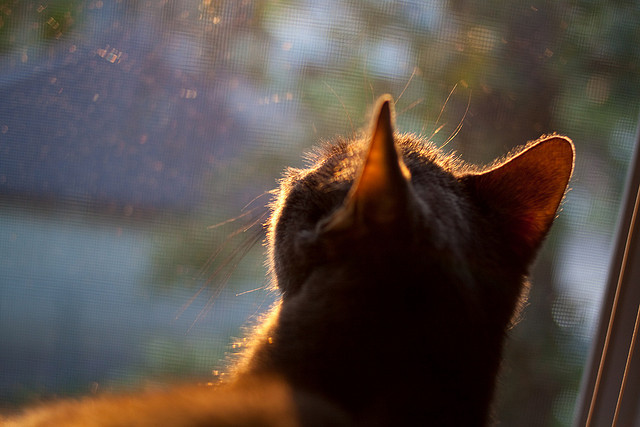 热刺客场小胜,赛季状态逐渐回升,热刺小球迷