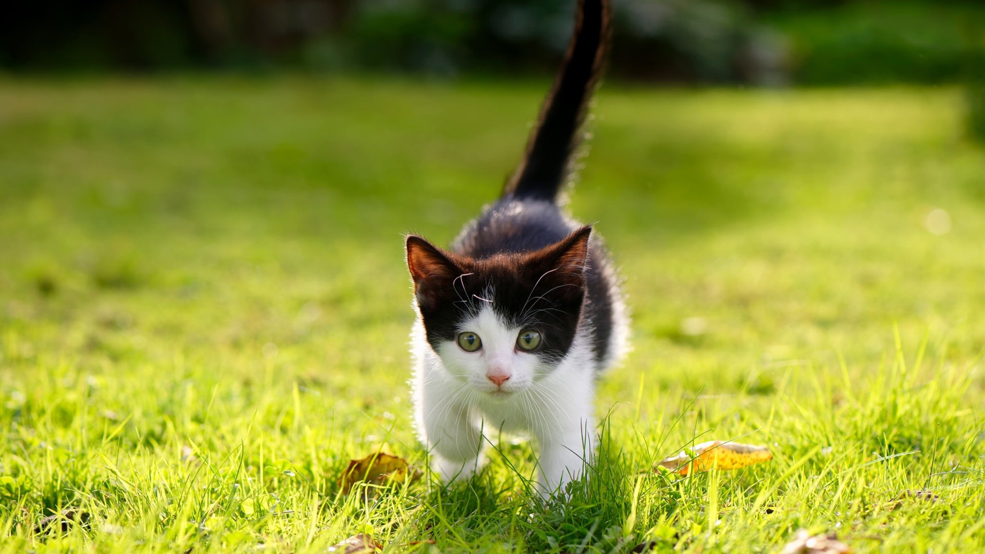 爱游戏-皇家马德里夺冠热门稳固，皇家马德里集锦