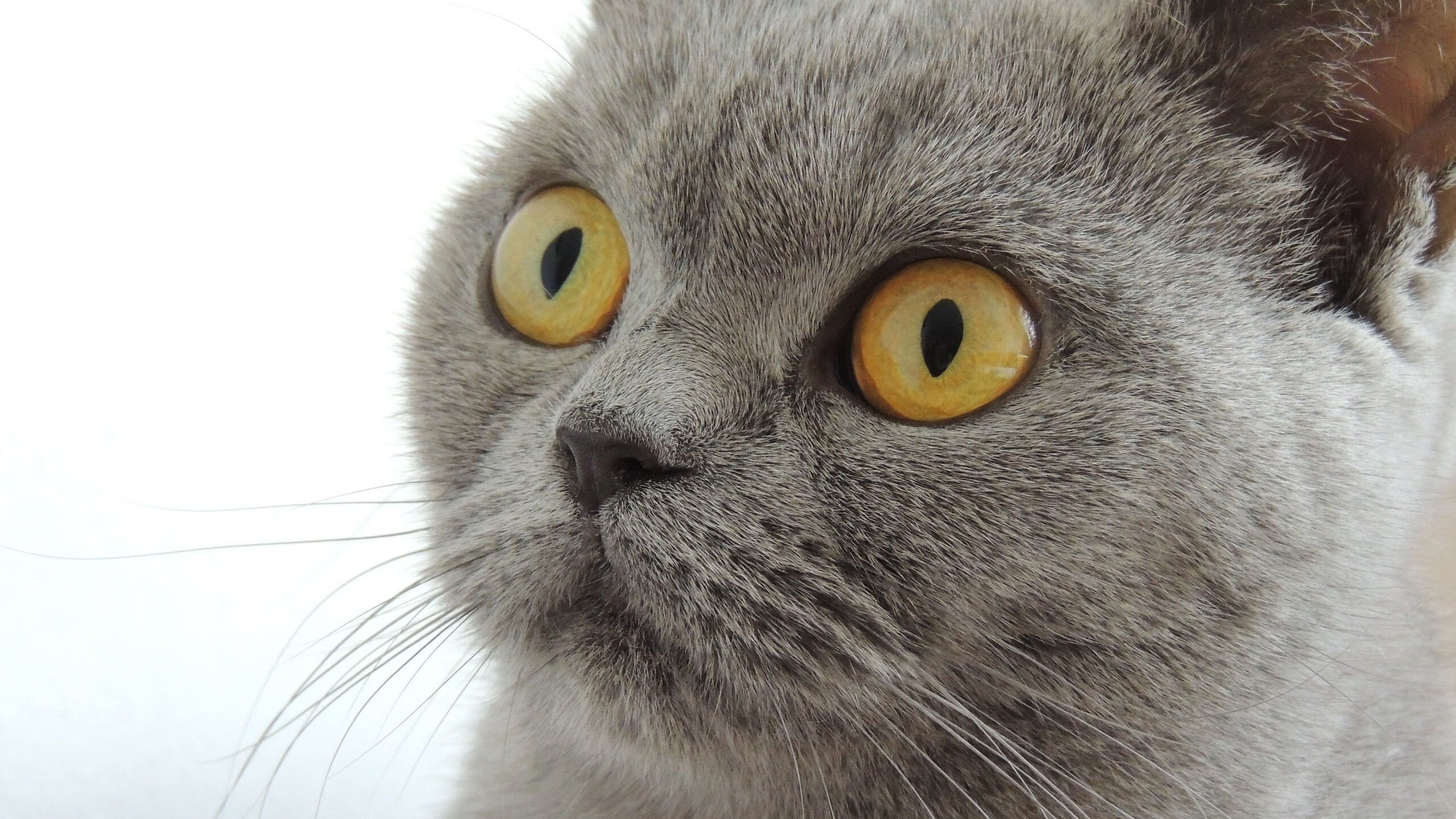 综合排球教练战术板曝光,综 排球排球