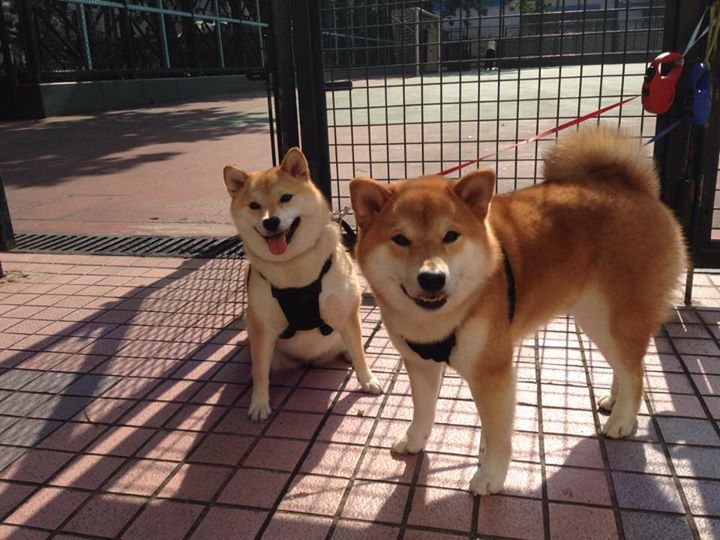 队医透露球员伤情,或将缺席下一轮比赛,球队队医是什么专业