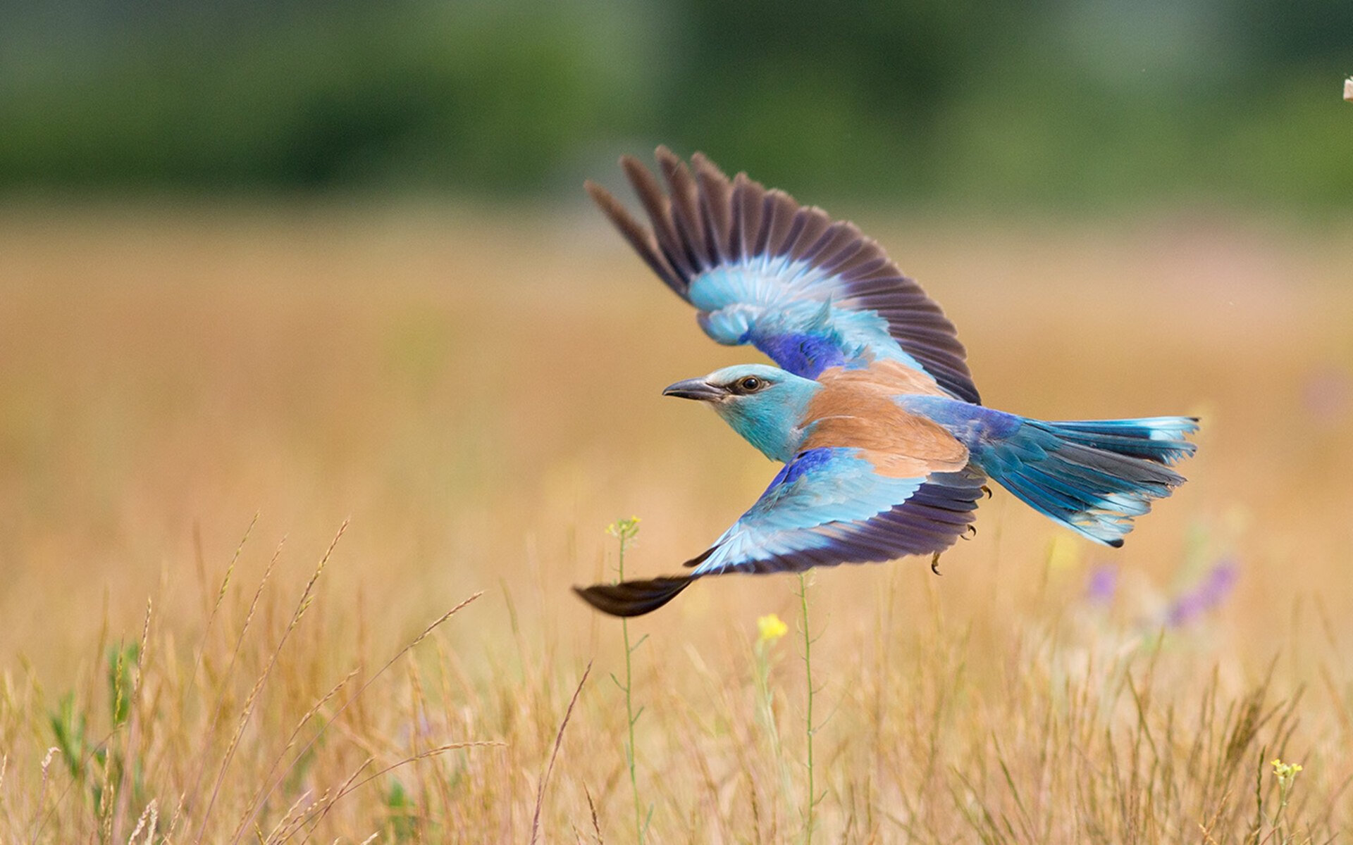 阿根廷对决葡萄牙，欧洲杯资格最终之战现境界，阿根廷对阵葡萄牙