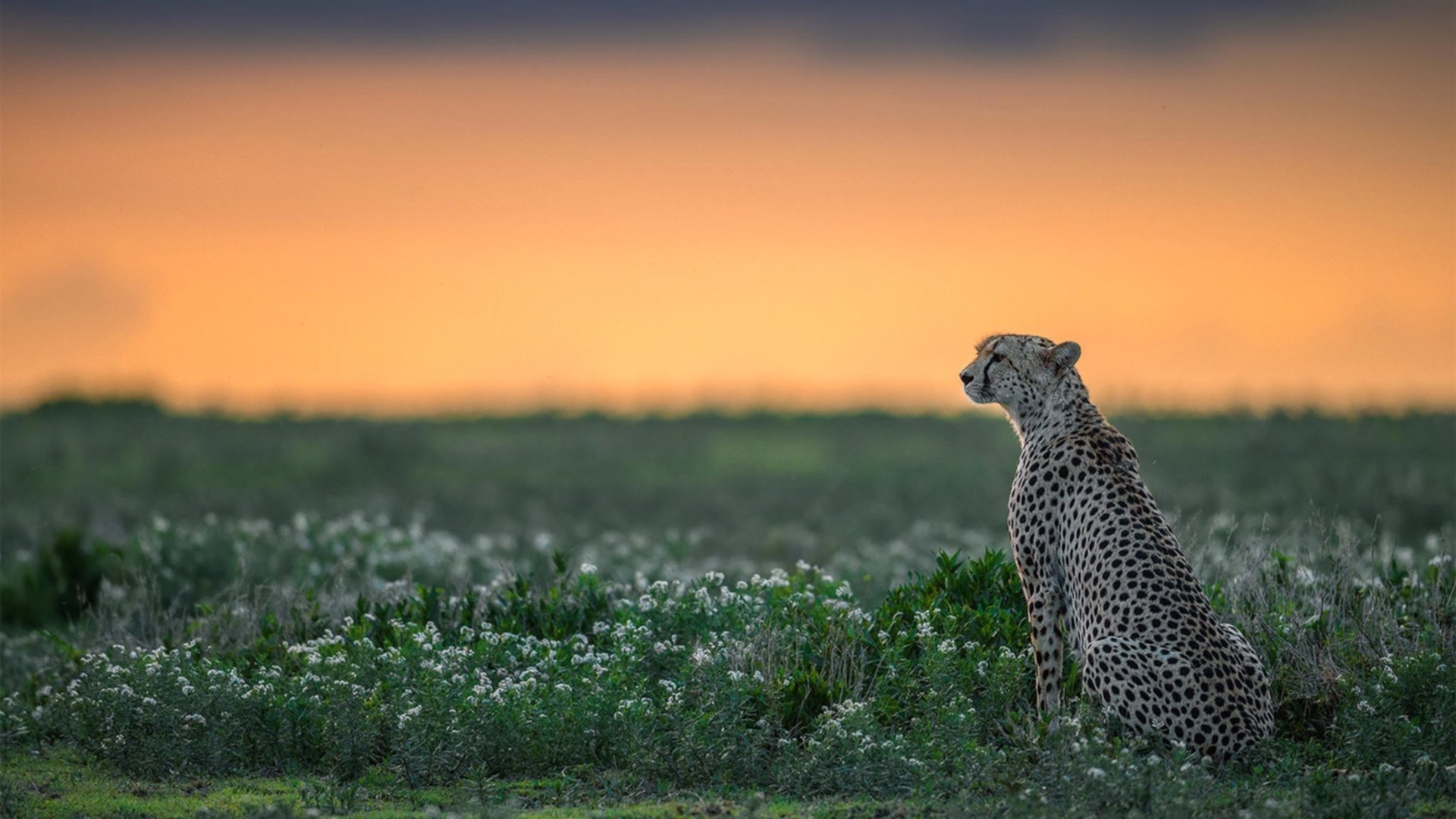 高水平的足球赛事让球迷们沉浸在激烈角逐中,2021年足球高水平学校有哪些