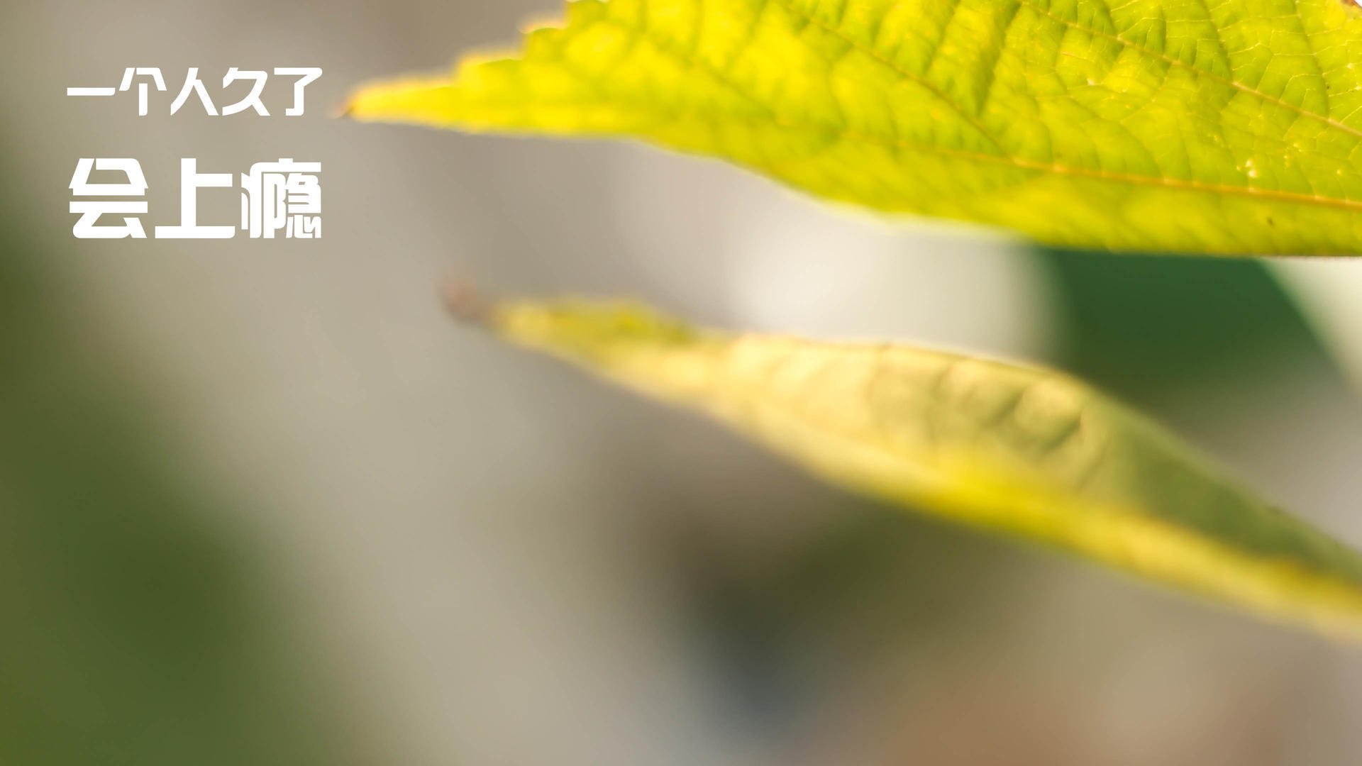 黑马崛起:实力不容小觑,造出震撼战绩,黑马起飞