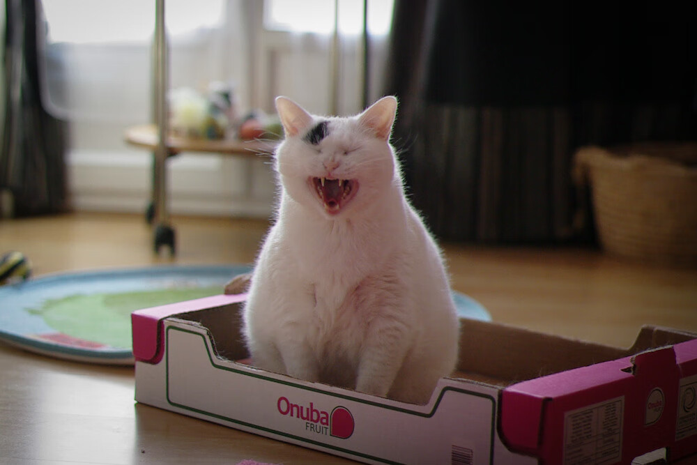 NBA球队阵容深度优化策略,nba队伍分析