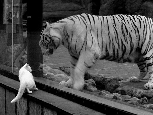 先进裁判技术:VAR和自动判罚的创新突破,var 裁判