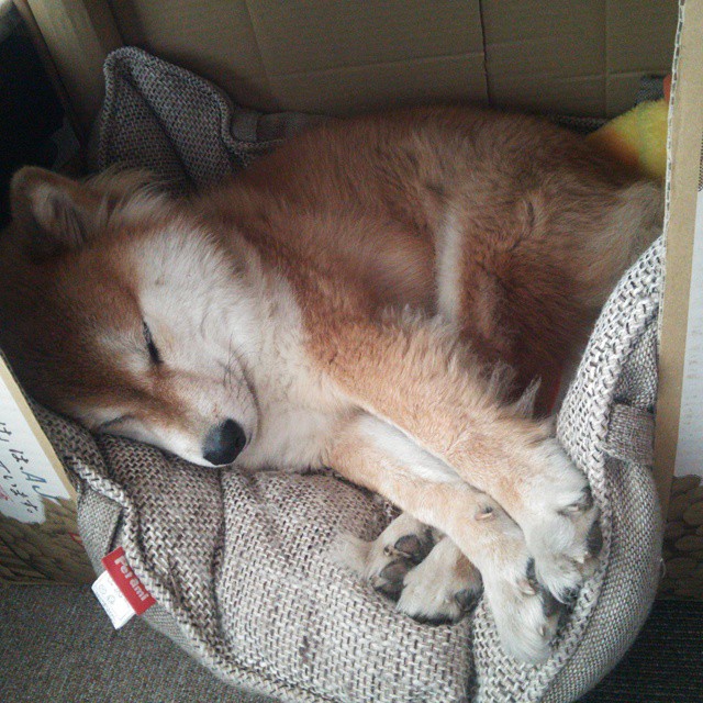 德甲球队引入AI驱动的战术重组系统实现攻守即时切换,德甲扩军