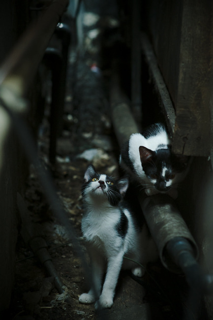 基于区块链的体育赛事票务系统安全性研究,区块链与体育产业