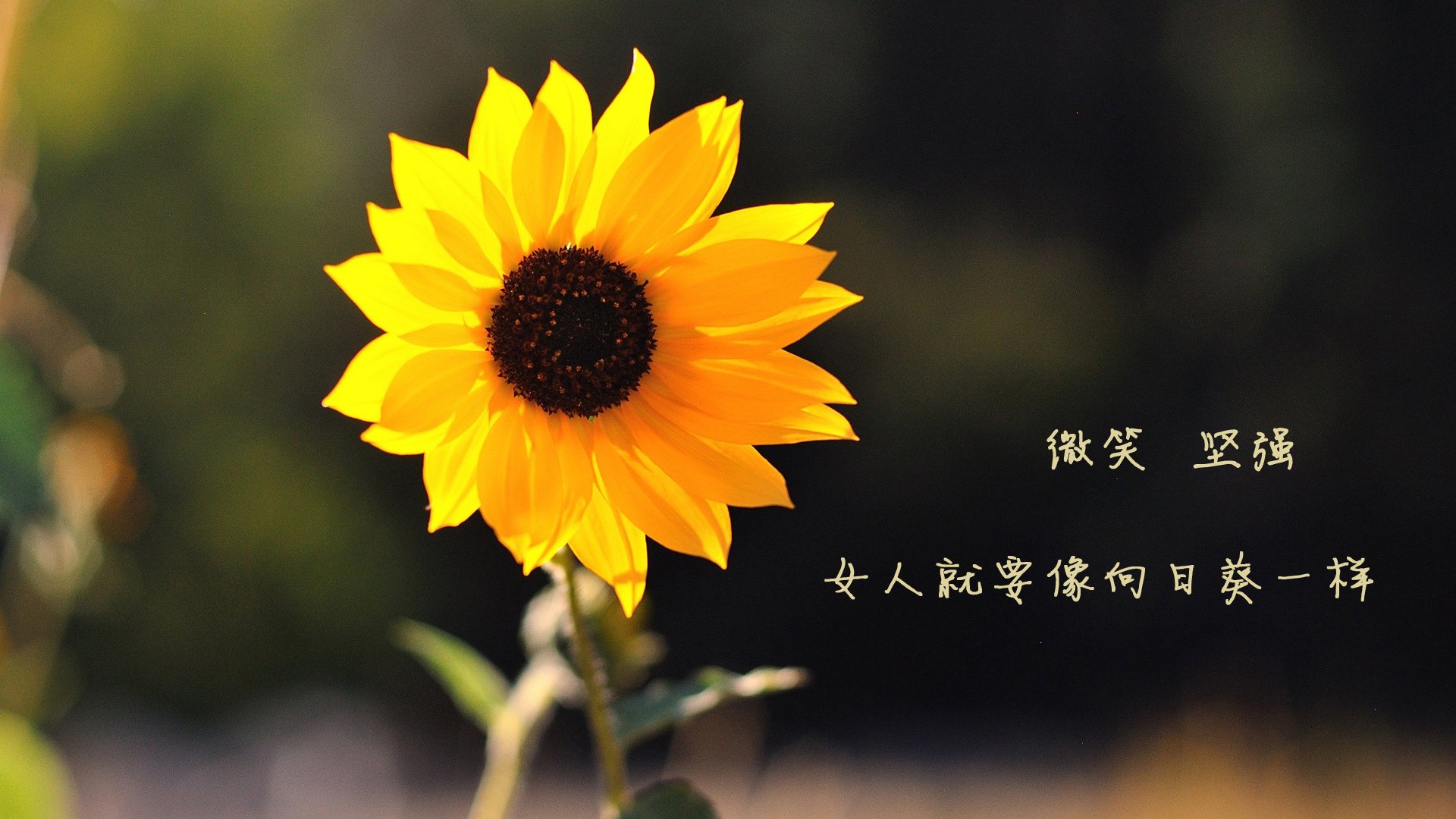 意甲青训心理评估模型对球员长期发展路径的预测，意甲青训最好的球队