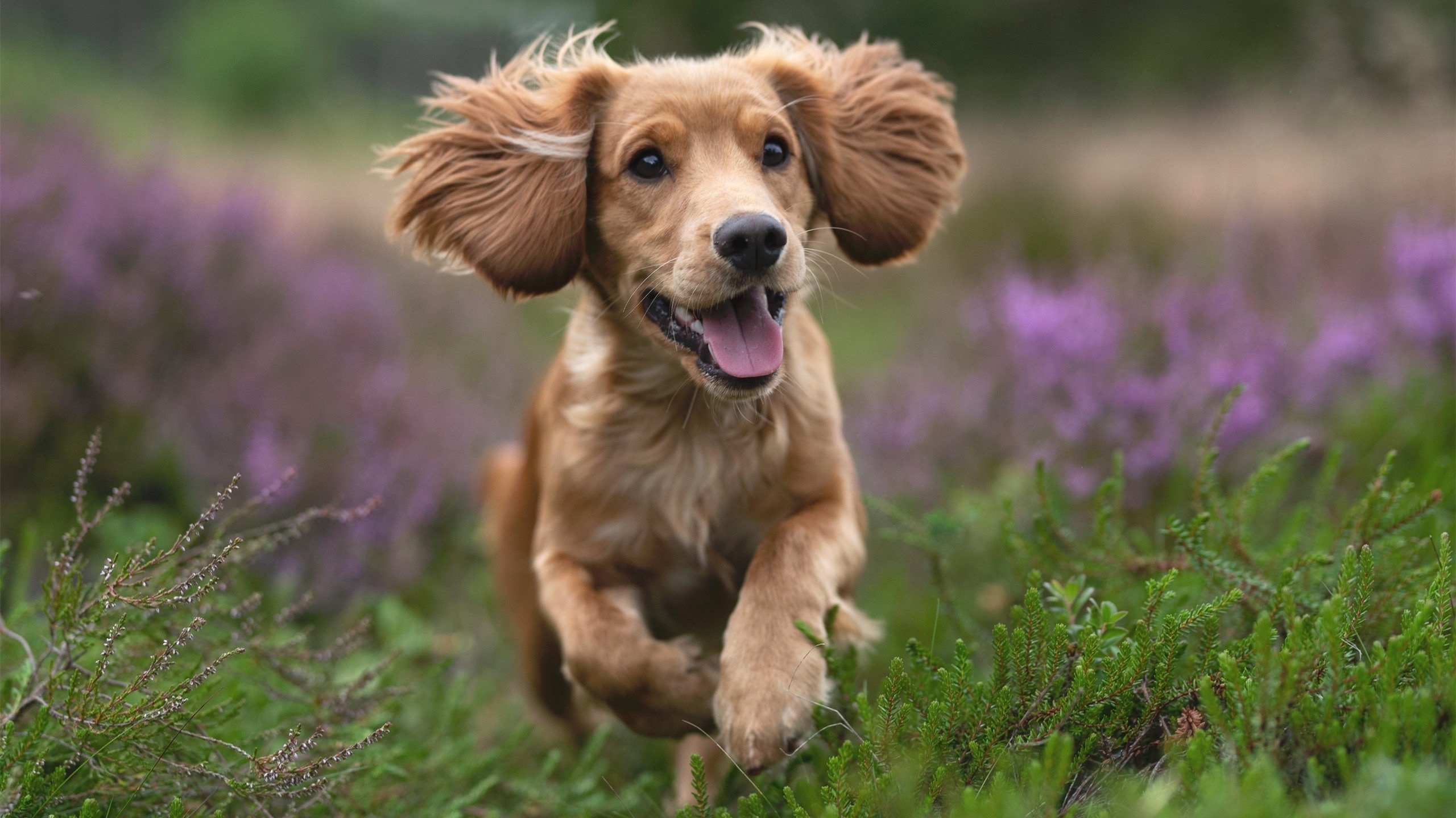 高校健身课程用户参与行为特征研究,大学生健身需求分析
