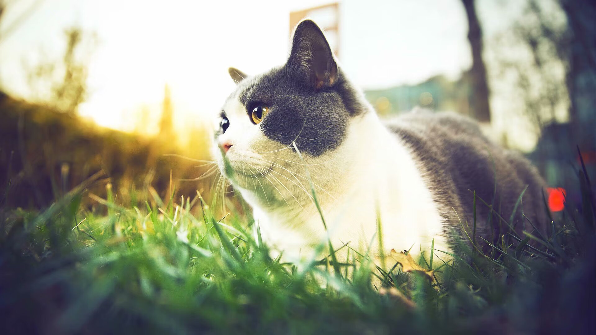 国家女篮提升战术应变能力应对多变对手，国家队女篮