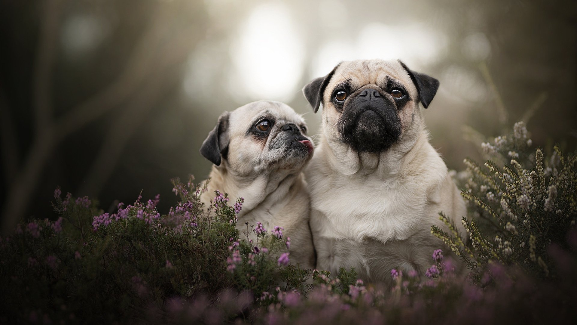 替补球员表现抢眼助力球队夺冠,替补球员意义的重要性