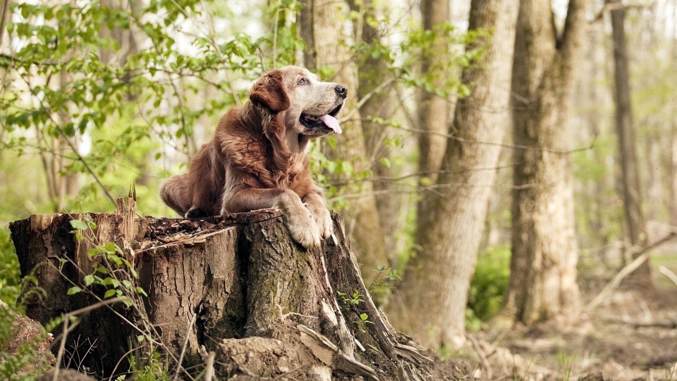 波兰队的强势表现:如何在国际乒联混合团体世界杯中激发潜力,波兰乒乓球选手