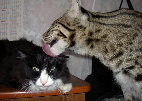 球队无奥运参赛历史,国际舞台等待突破,奥运落选赛参赛球队