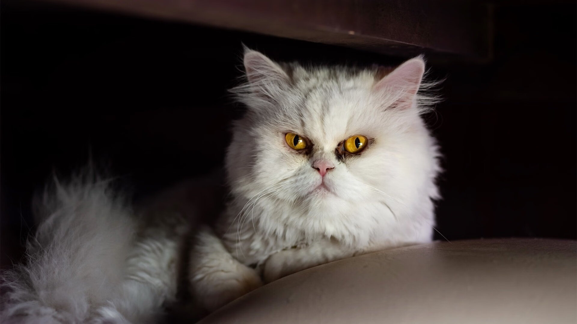 AYX体育-中国游泳队再夺两枚金牌，中国游泳队再夺两枚金牌是真的吗