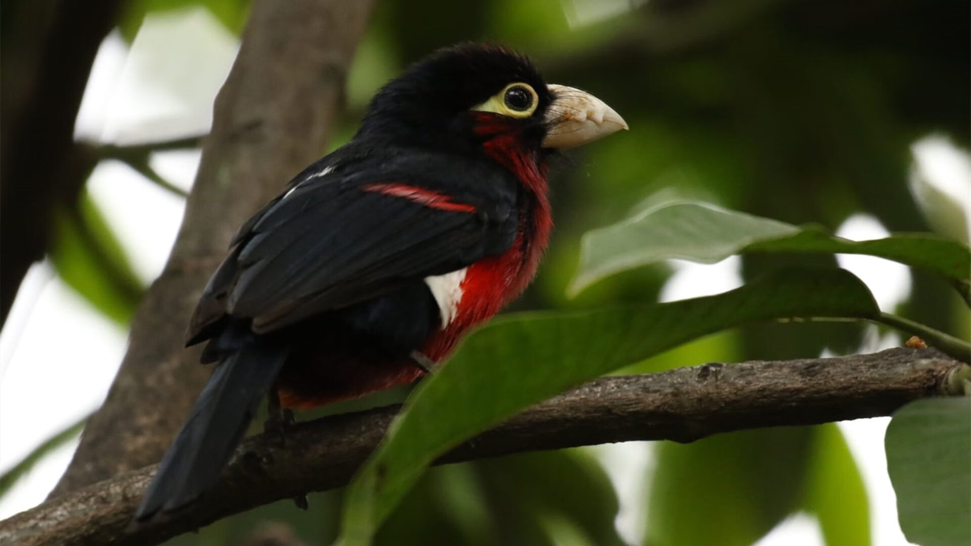 主帅赛后表示比赛结果虽胜但仍有许多细节值得总结与提升,球队的主帅是什么意思