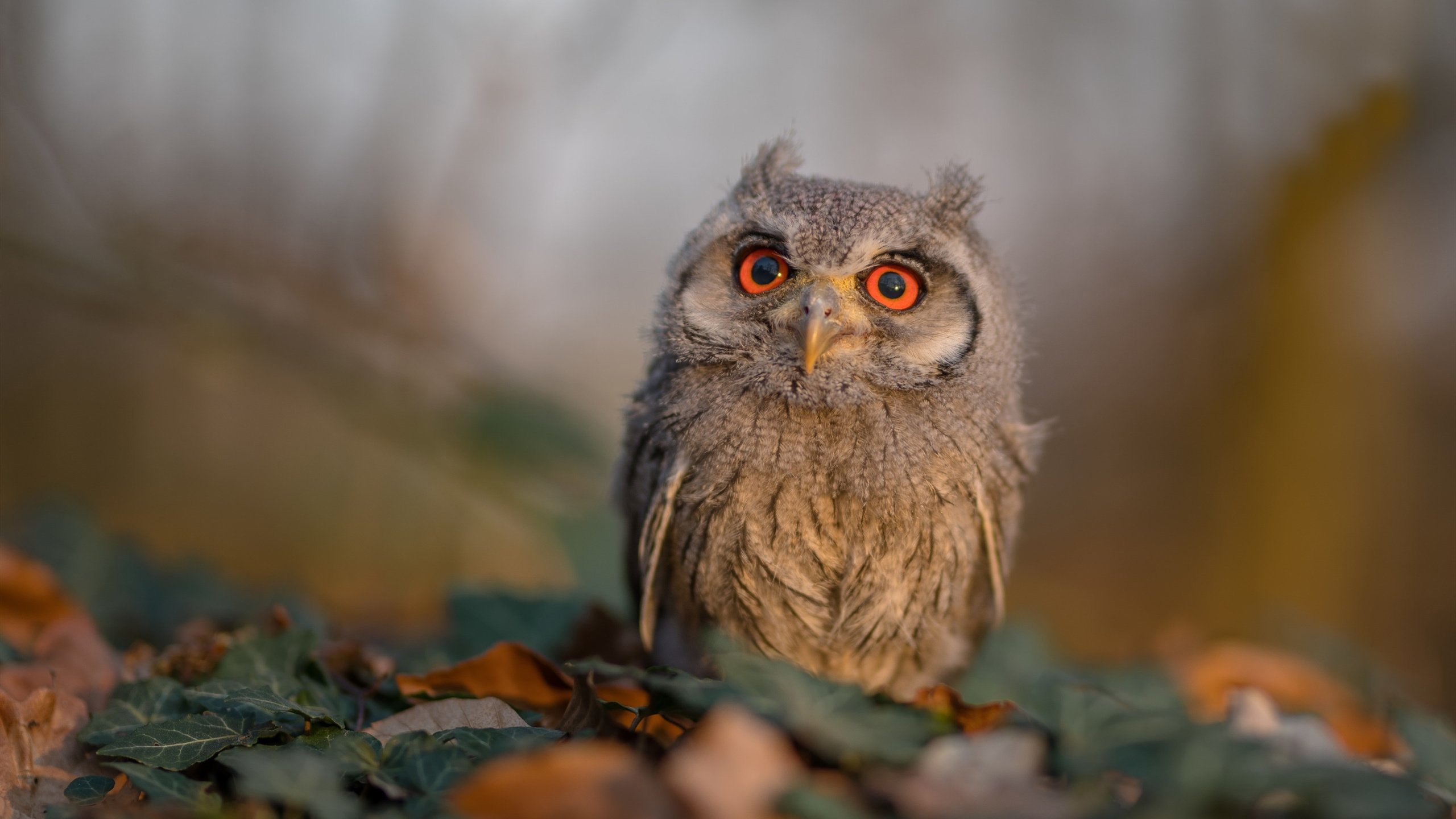 保利娜·普费夫稳扎稳打,跳台表现亮眼,保加利亚普罗夫迪夫音乐舞蹈艺术科学院