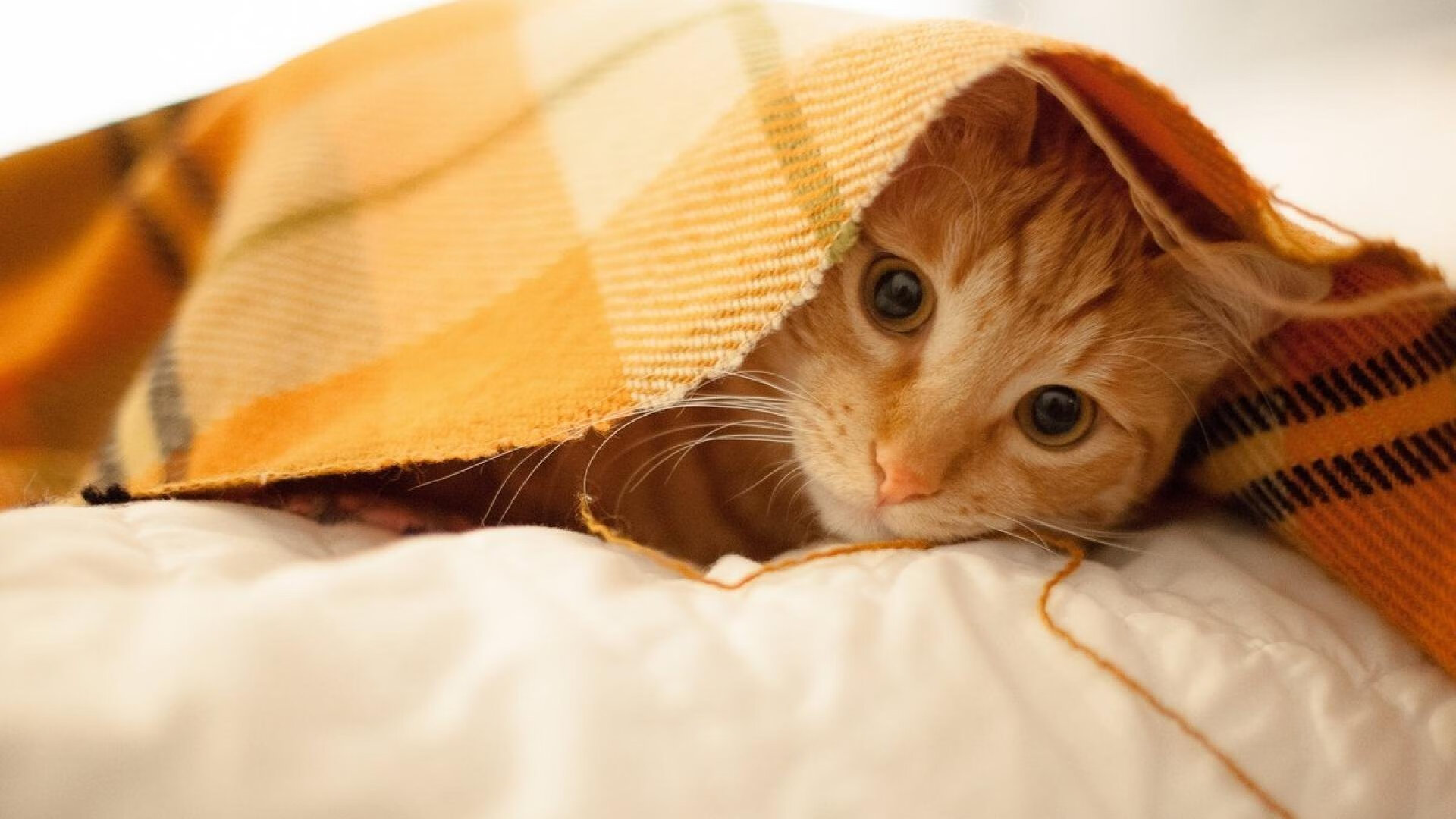 保利娜·普费夫稳扎稳打,跳台表现亮眼,保加利亚普罗夫迪夫音乐舞蹈艺术科学院