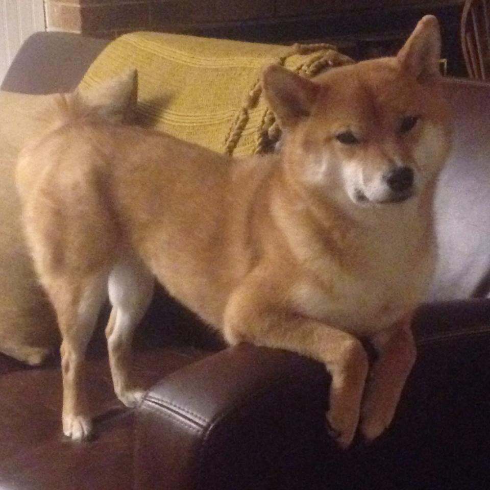 AIYOUXI.COM-张伟丽拼尽全力艰难取胜格斗冠军赛，张伟丽一场比赛格斗能挣多少钱