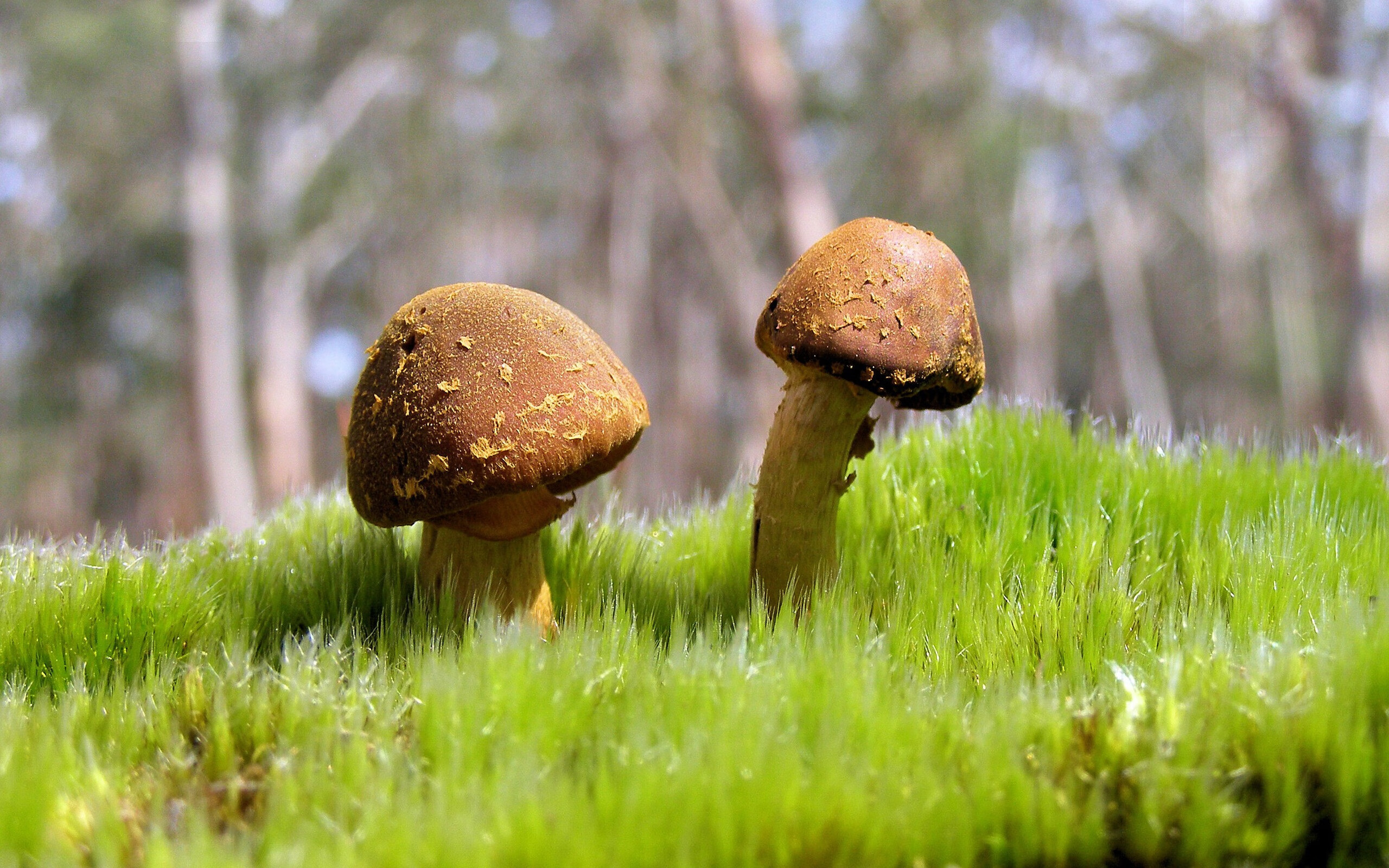 欧洲锦标赛激战正酣,德国队和西班牙队争锋夺冠,精彩持续不断